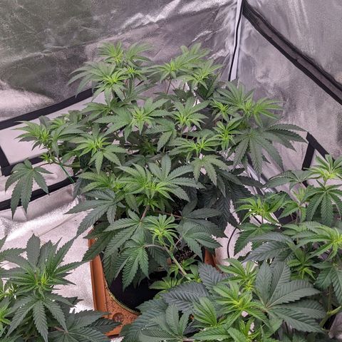 Apple Candies growlog timeline photo