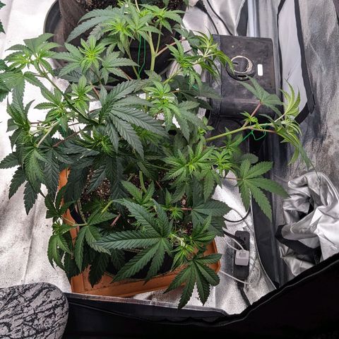 Apple Candies growlog timeline photo