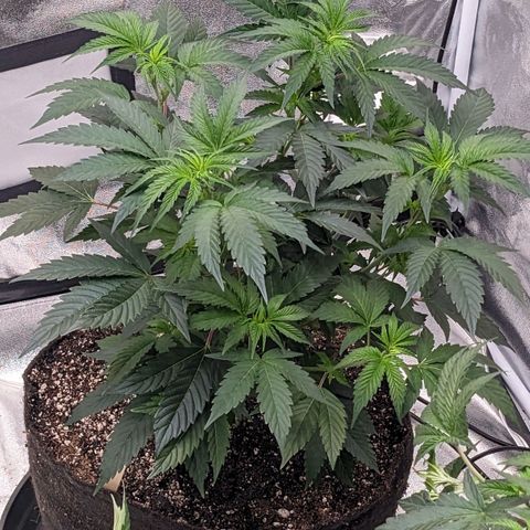 Apple Candies growlog timeline photo