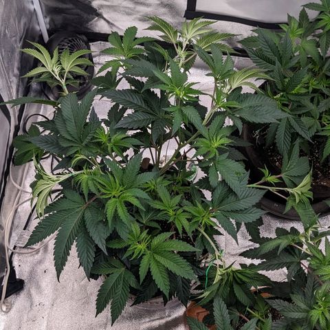 Apple Candies growlog timeline photo