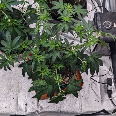 Apple Candies growlog timeline photo