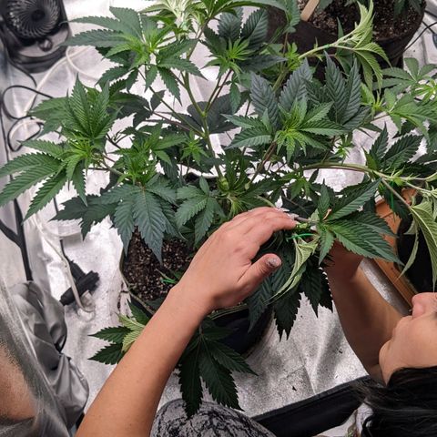 Apple Candies growlog timeline photo