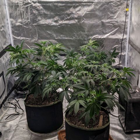 Apple Candies growlog timeline photo