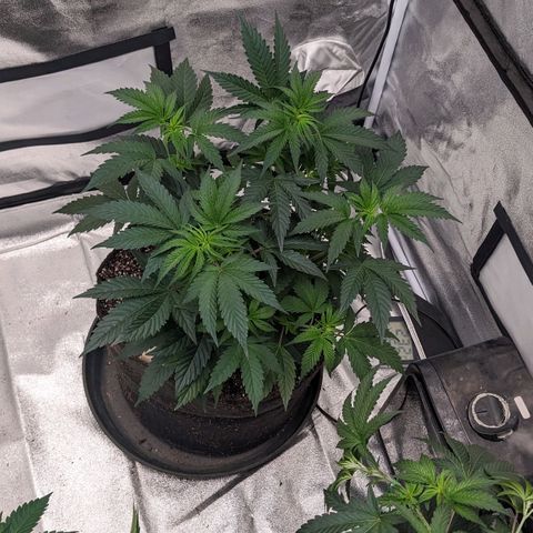 Apple Candies growlog timeline photo