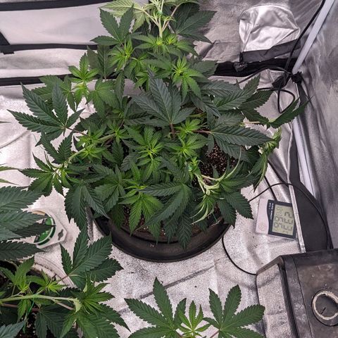 Apple Candies growlog timeline photo