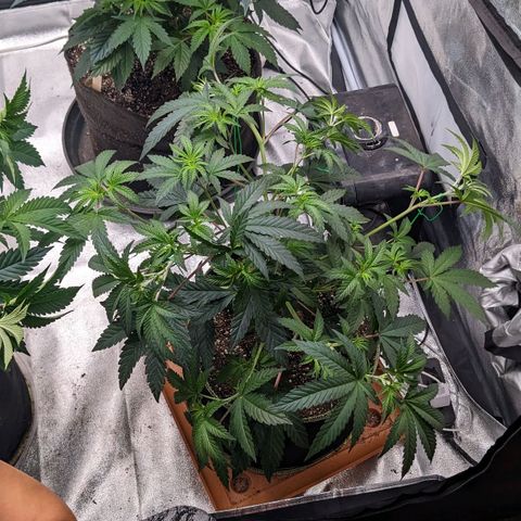 Apple Candies growlog timeline photo