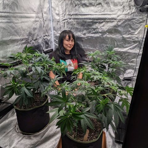 Apple Candies growlog timeline photo