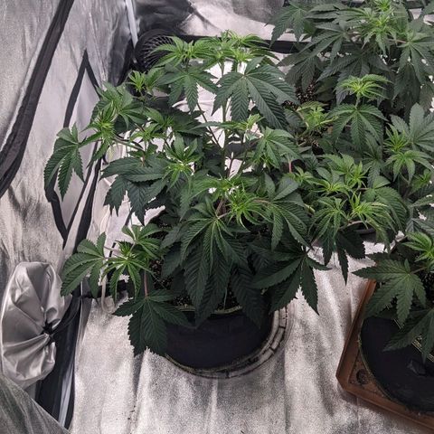 Apple Candies growlog timeline photo