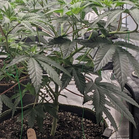 Apple Candies growlog timeline photo