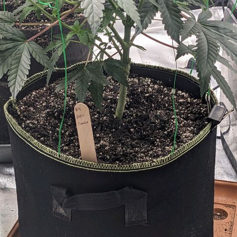Apple Candies growlog timeline photo