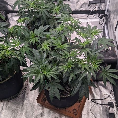 Apple Candies growlog timeline photo