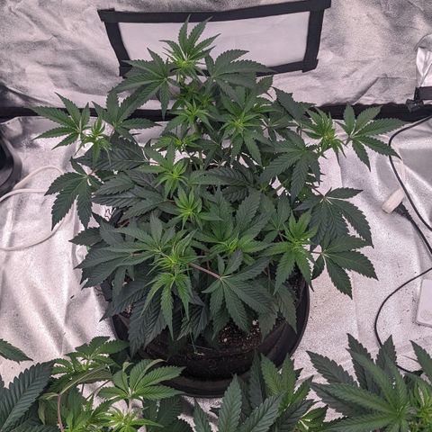 Apple Candies growlog timeline photo