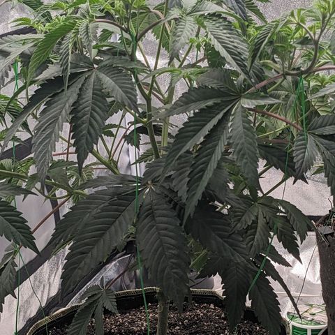 Apple Candies growlog timeline photo