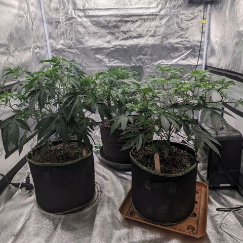 Apple Candies growlog timeline photo