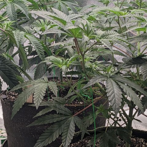 Apple Candies growlog timeline photo