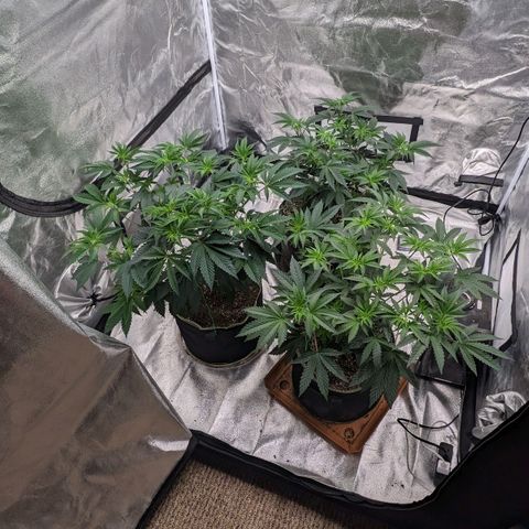 Apple Candies growlog timeline photo