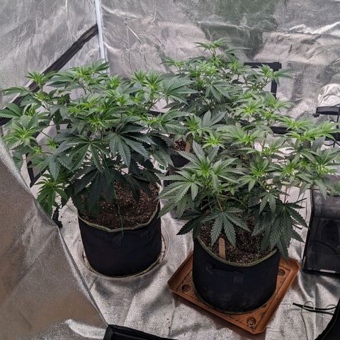 Apple Candies growlog timeline photo