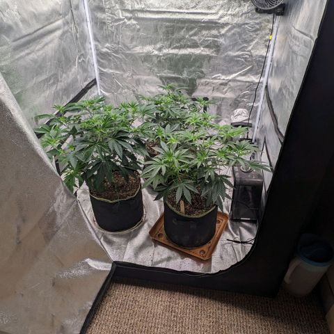 Apple Candies growlog timeline photo
