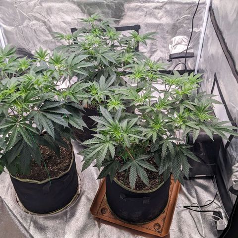 Apple Candies growlog timeline photo