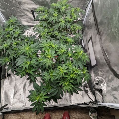 Apple Candies growlog timeline photo