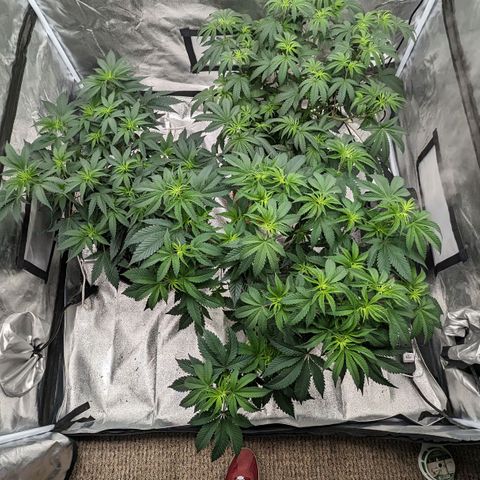Apple Candies growlog timeline photo