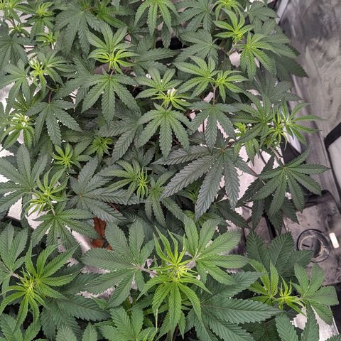 Apple Candies growlog timeline photo