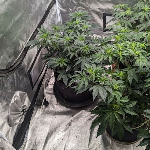 Apple Candies growlog timeline photo