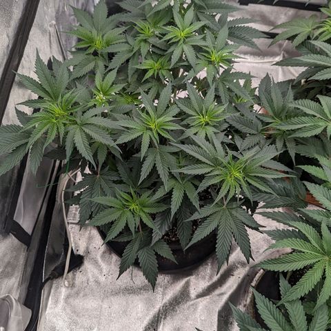 Apple Candies growlog timeline photo