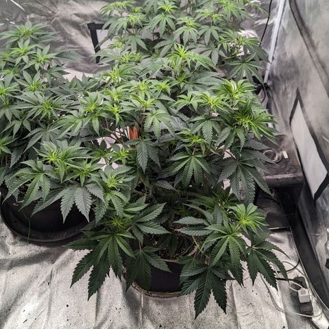 Apple Candies growlog timeline photo