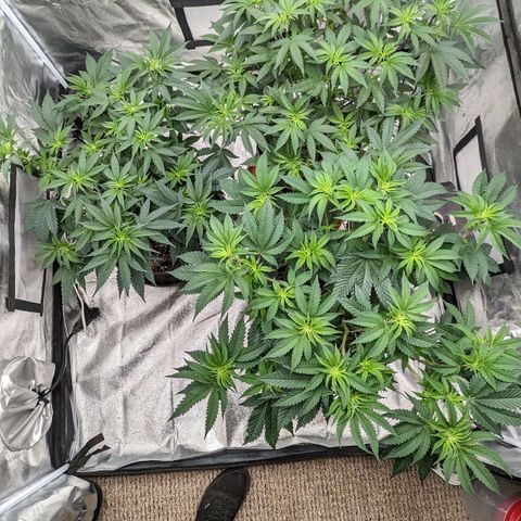 Apple Candies growlog timeline photo