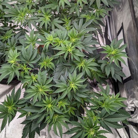 Apple Candies growlog timeline photo