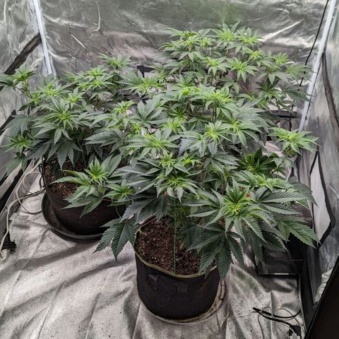 Apple Candies growlog timeline photo
