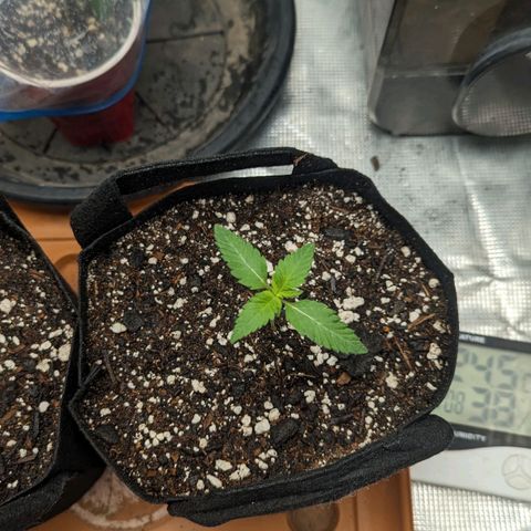 Lemon Cherry Gelato x Black Velvet #1 growlog timeline photo