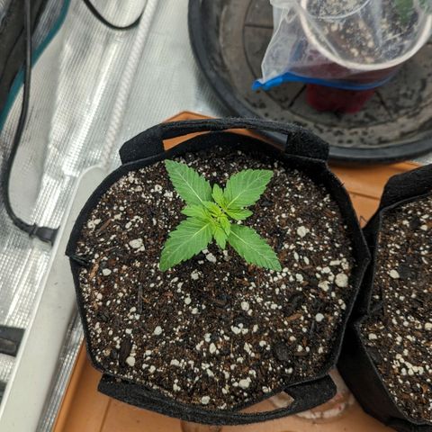 Lemon Cherry Gelato x Black Velvet #1 growlog timeline photo