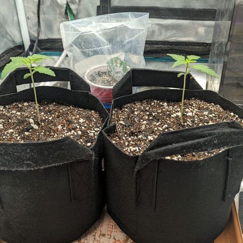 Lemon Cherry Gelato x Black Velvet #1 growlog timeline photo