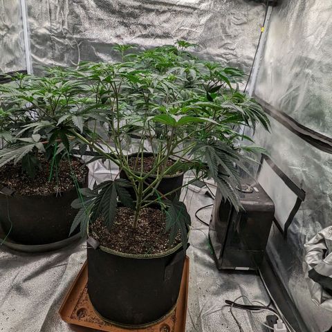 Apple Candies growlog photo: Lollipop 