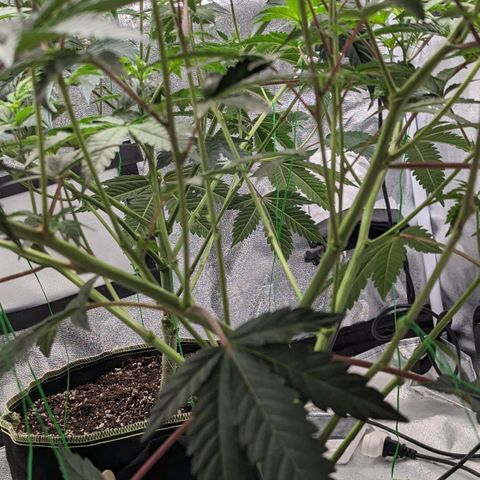 Apple Candies growlog photo: Lollipop 