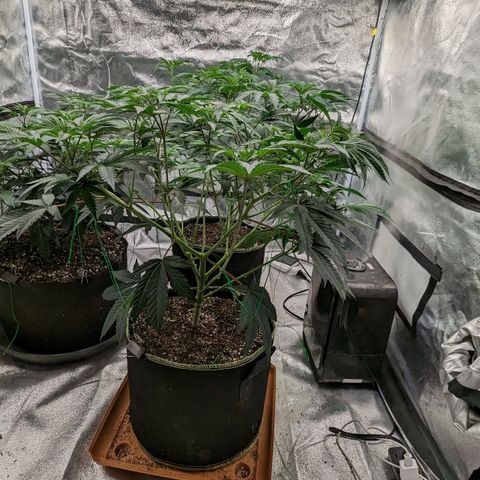 Apple Candies growlog photo: Lollipop 