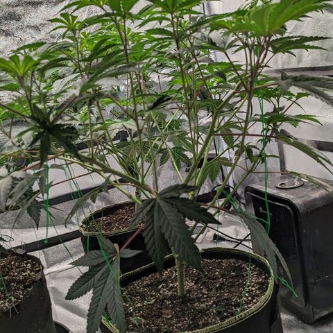 Apple Candies growlog photo: Lollipop 