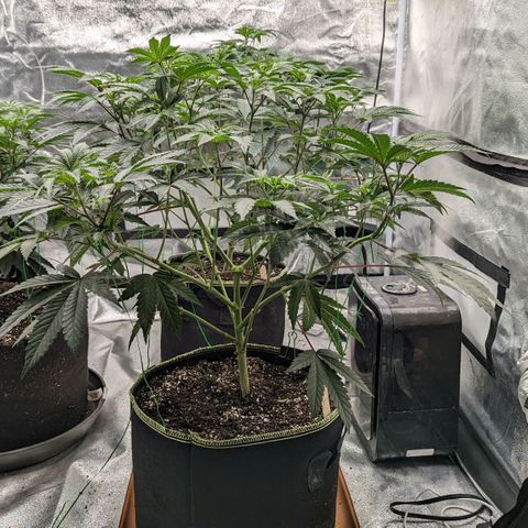 Apple Candies growlog photo: Lollipop 