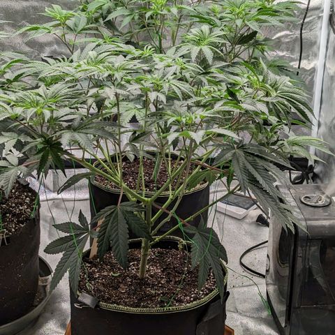 Apple Candies growlog photo: Lollipop 