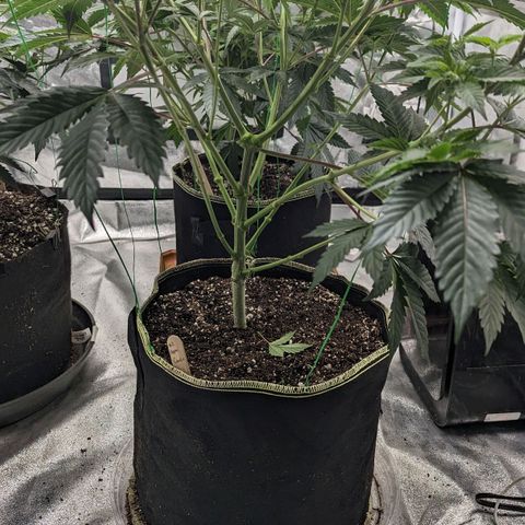 Apple Candies growlog photo: Lollipop 