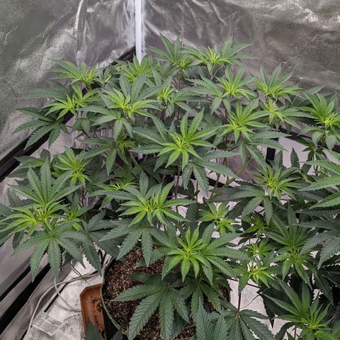 Apple Candies growlog timeline photo
