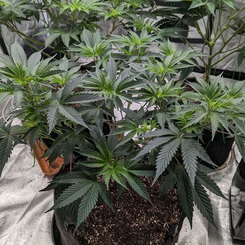 Apple Candies growlog timeline photo