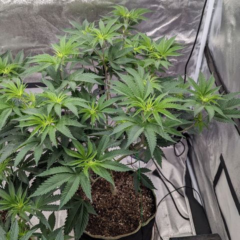 Apple Candies growlog timeline photo