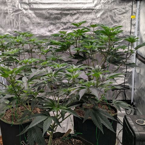 Apple Candies growlog timeline photo