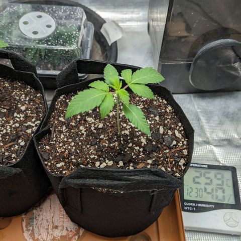 Lemon Cherry Gelato x Black Velvet #1 growlog timeline photo
