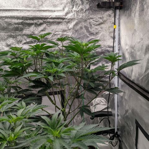 Apple Candies growlog timeline photo
