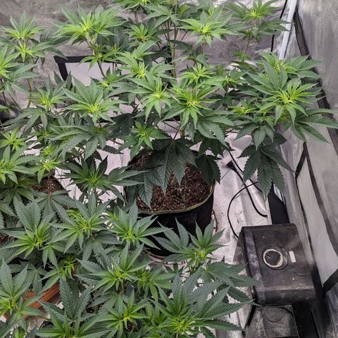 Apple Candies growlog timeline photo