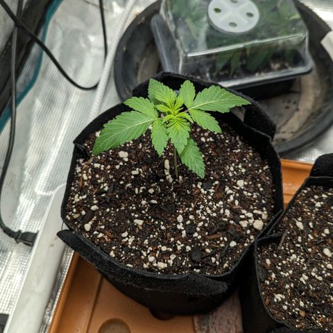 Lemon Cherry Gelato x Black Velvet #1 growlog timeline photo